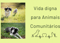 Vida digna para Animais Comunitários